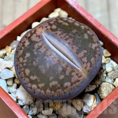 SH25784 Lithops aucampiae 'Fire Brandt'