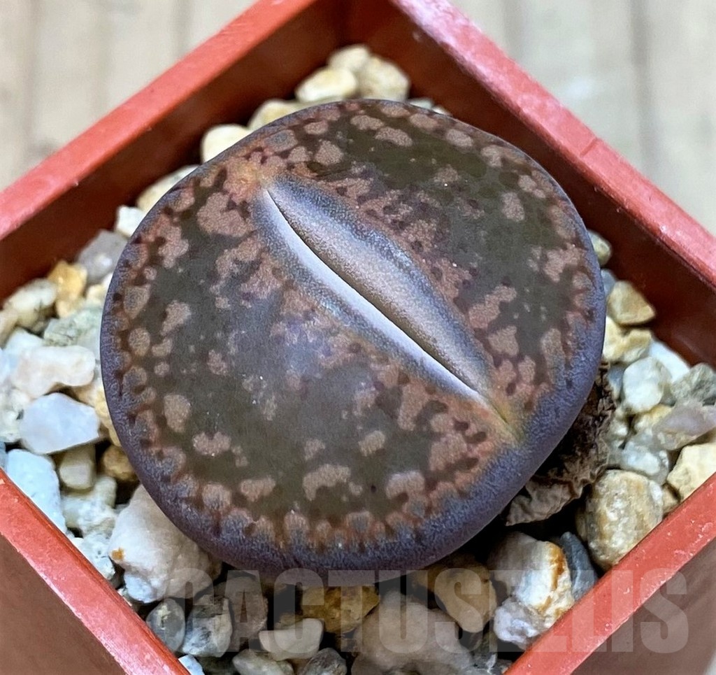SH25784 Lithops aucampiae 'Fire Brandt'