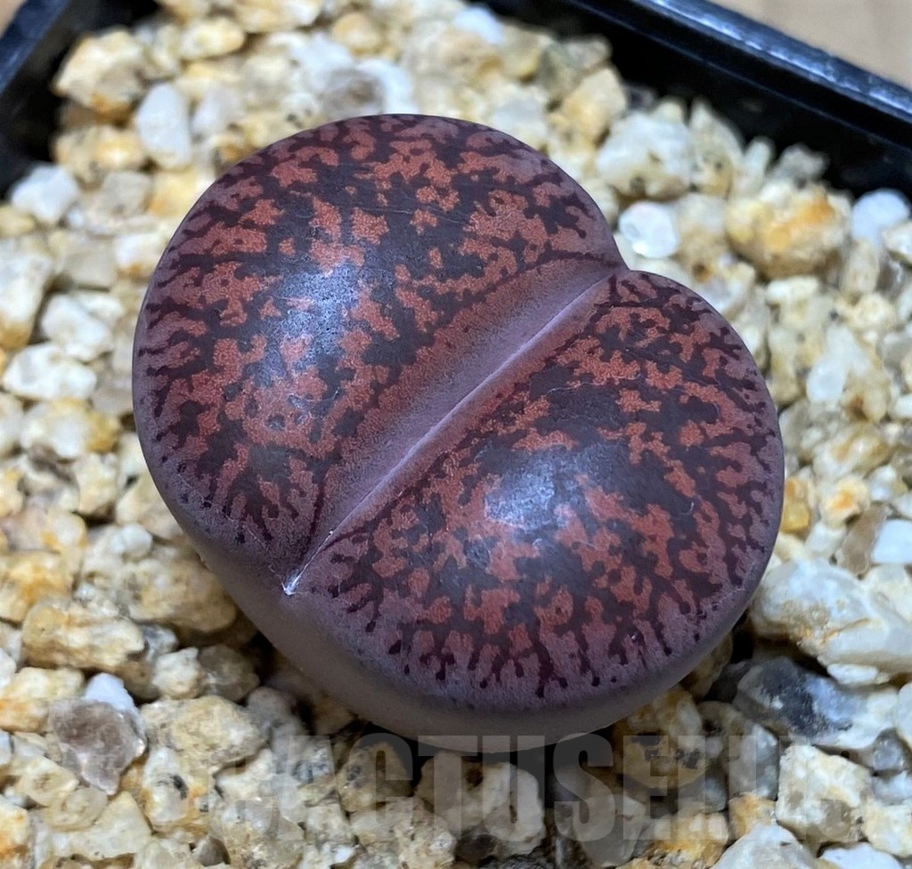 SH25785 Lithops lesliei ‘Fred’s Redhead’