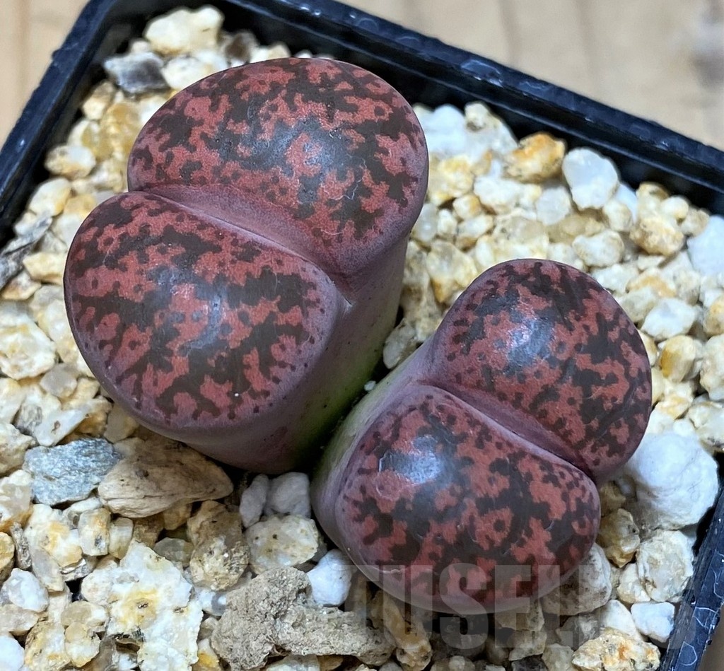 SH25786 Lithops lesliei ‘Fred’s Redhead’