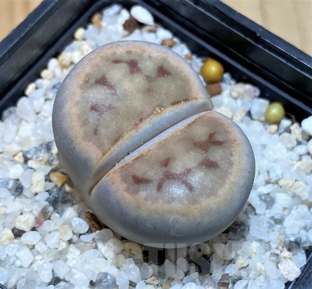 SH25789 Lithops schwantesii