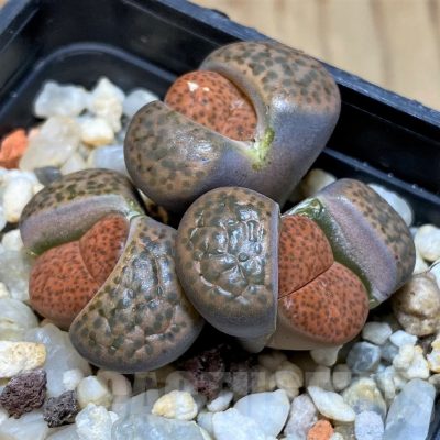 SH25791 Lithops fulviceps C221