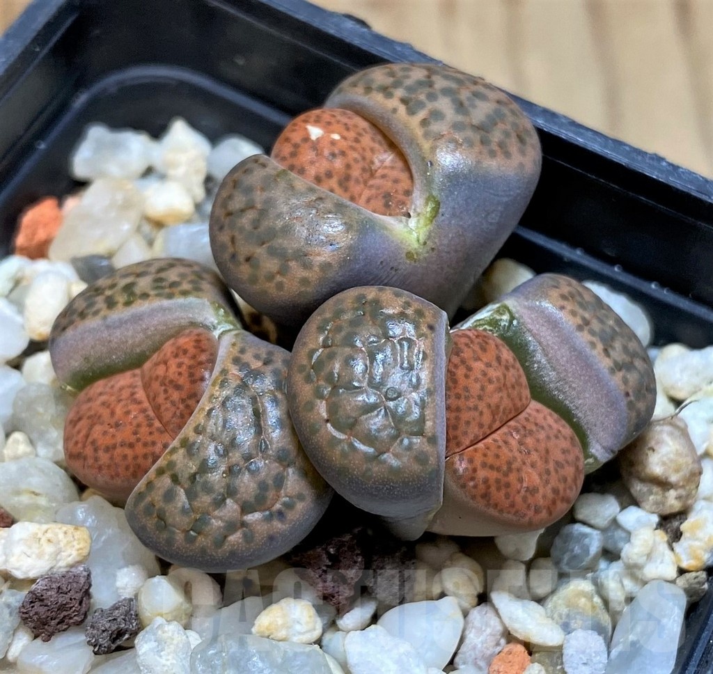 SH25791 Lithops fulviceps C221