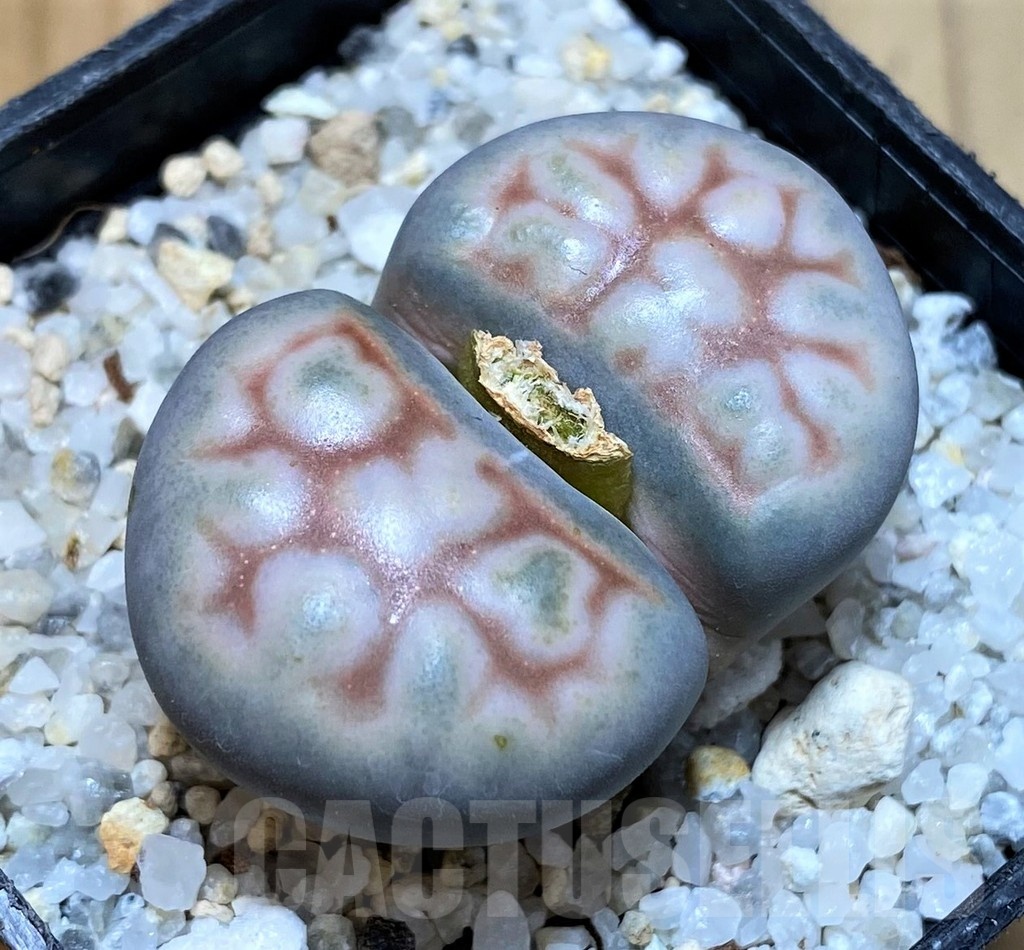 SH25793 Lithops karasmontana -select form-