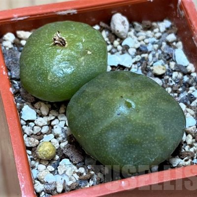 SH25740 Conophytum angelicae ssp. tetragonum, seedling