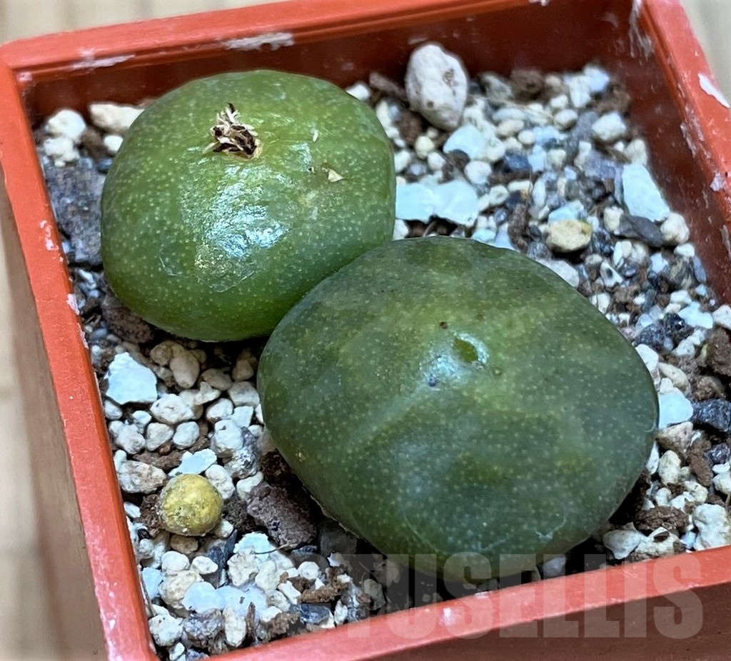 SH25740 Conophytum angelicae ssp. tetragonum, seedling