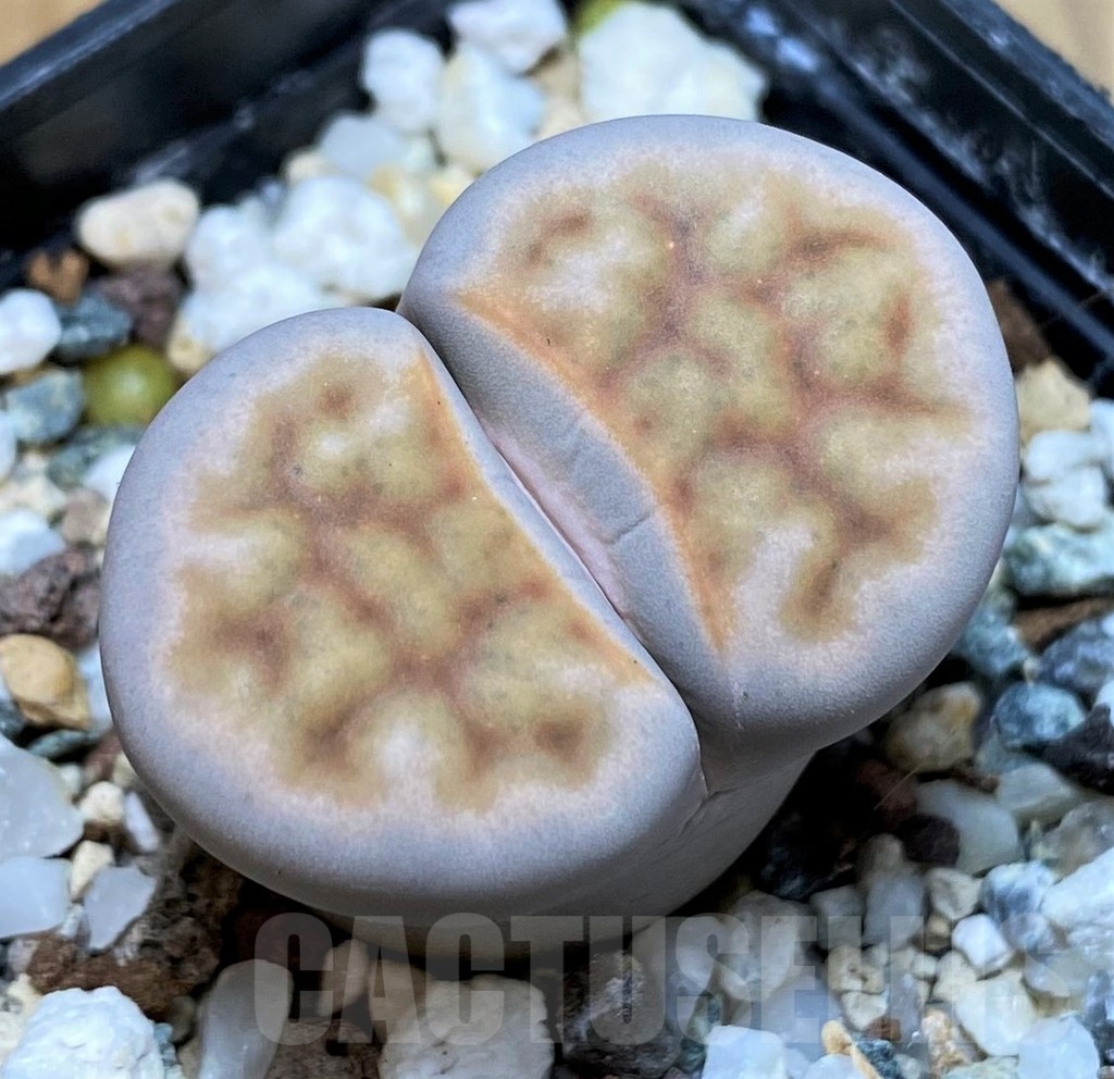 SH25794 Lithops karasmontana -select form-
