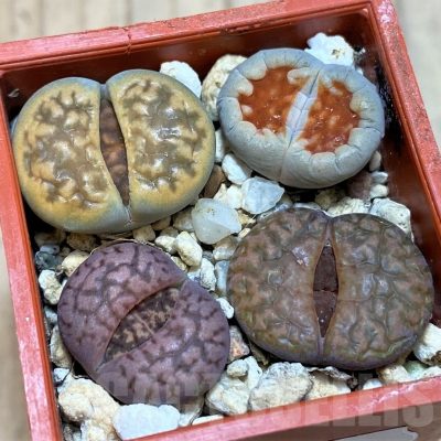 SH25742 Lithops mix