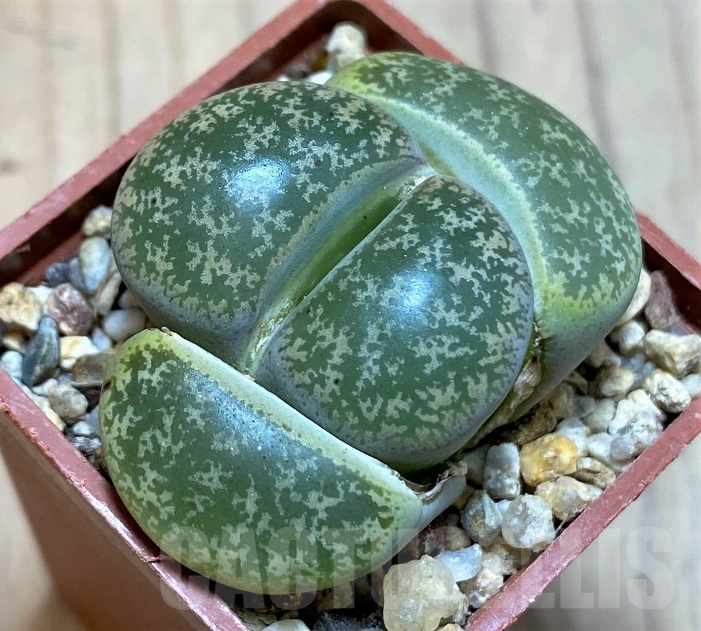 SH25747 Lithops lesliei C020