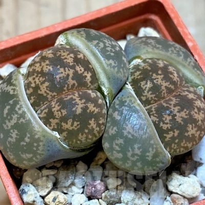SH25750 Lithops lesliei v. hornii
