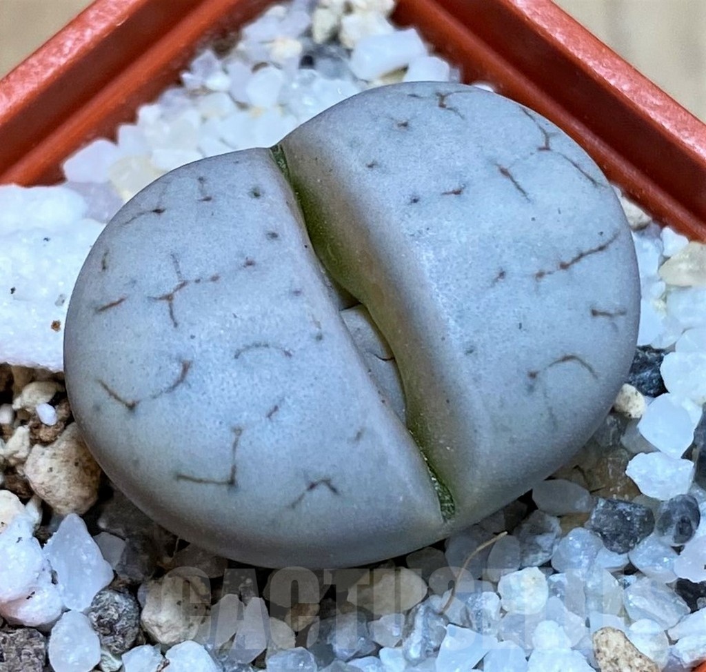 SH25751 Lithops gracilidelineata C367