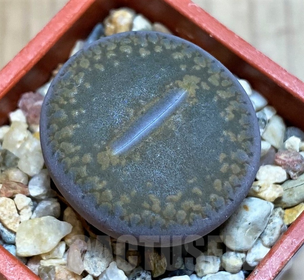SH25753 Lithops aucampiae
