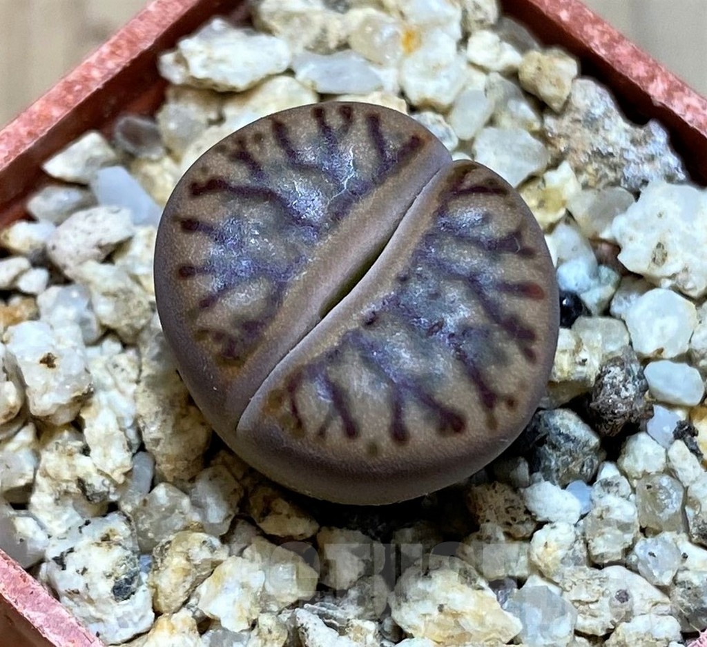 SH25754 Lithops bromfieldii ‘Red Coral’