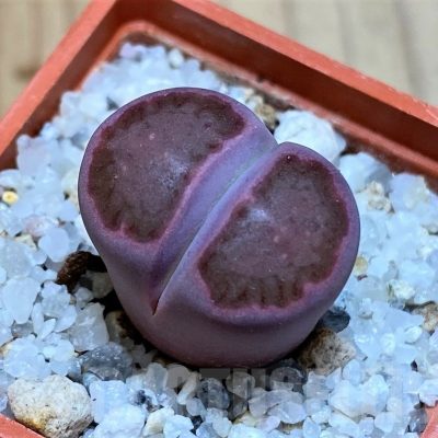 SH25756 Lithops salicola ‘Sato’s Violet’ hybrid