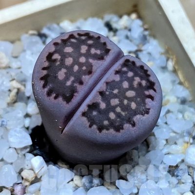 SH25757 Lithops salicola ‘Sato’s Violet’ hybrid