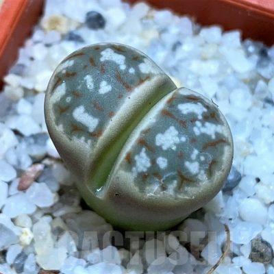 SH25759 Lithops dorotheae