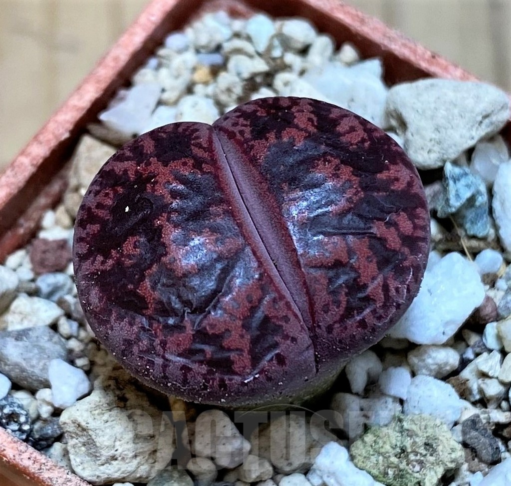 SH25760 Lithops lesliei ‘Fred’s Redhead’