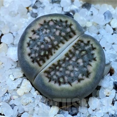 SH25767 Lithops hallii
