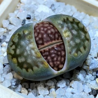 SH25769 Lithops hallii v. ochracea