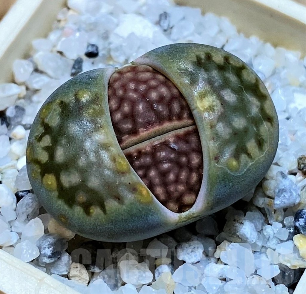 SH25769 Lithops hallii v. ochracea