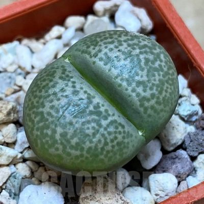 SH25770 Lithops terricolor