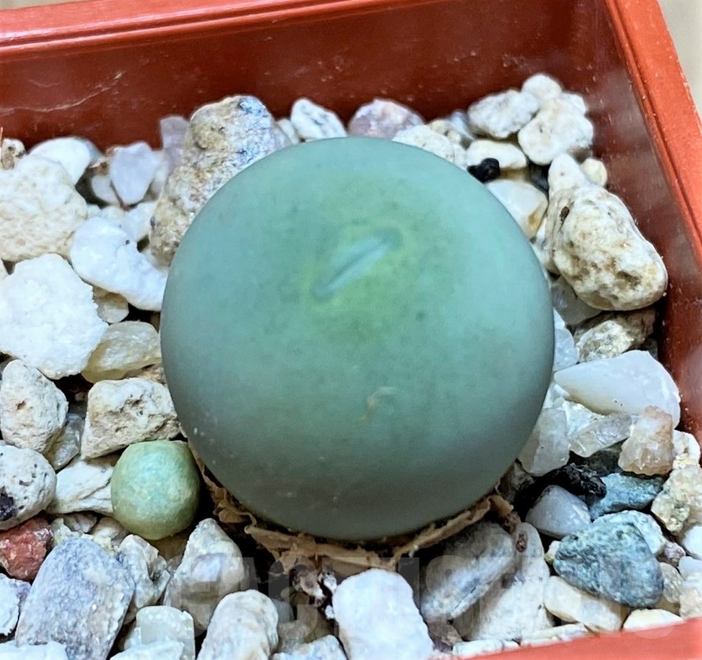 SH25738 Conophytum calculus