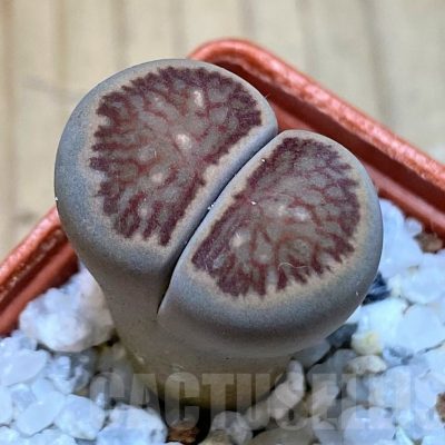 SH25775 Lithops julii ‘Kikushogiyoku’ hybrid
