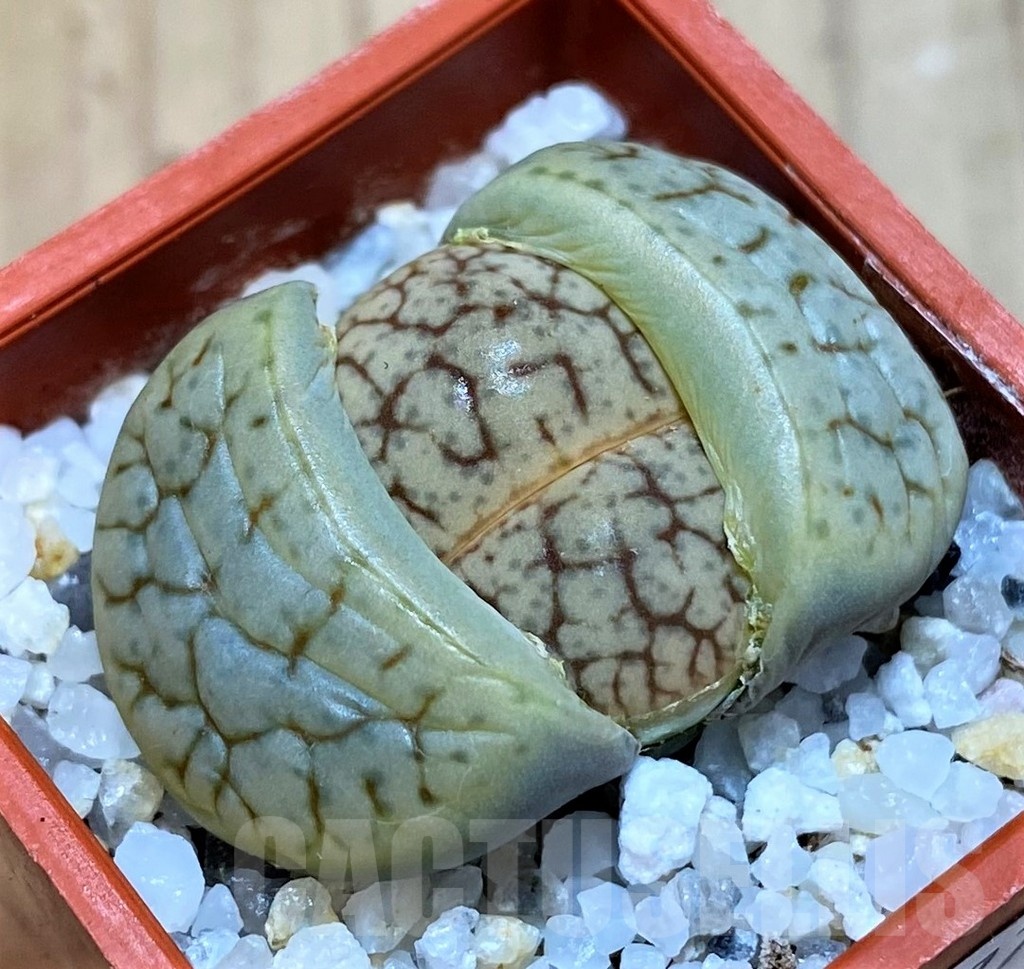 SH25779 Lithops 'Talisman' F2