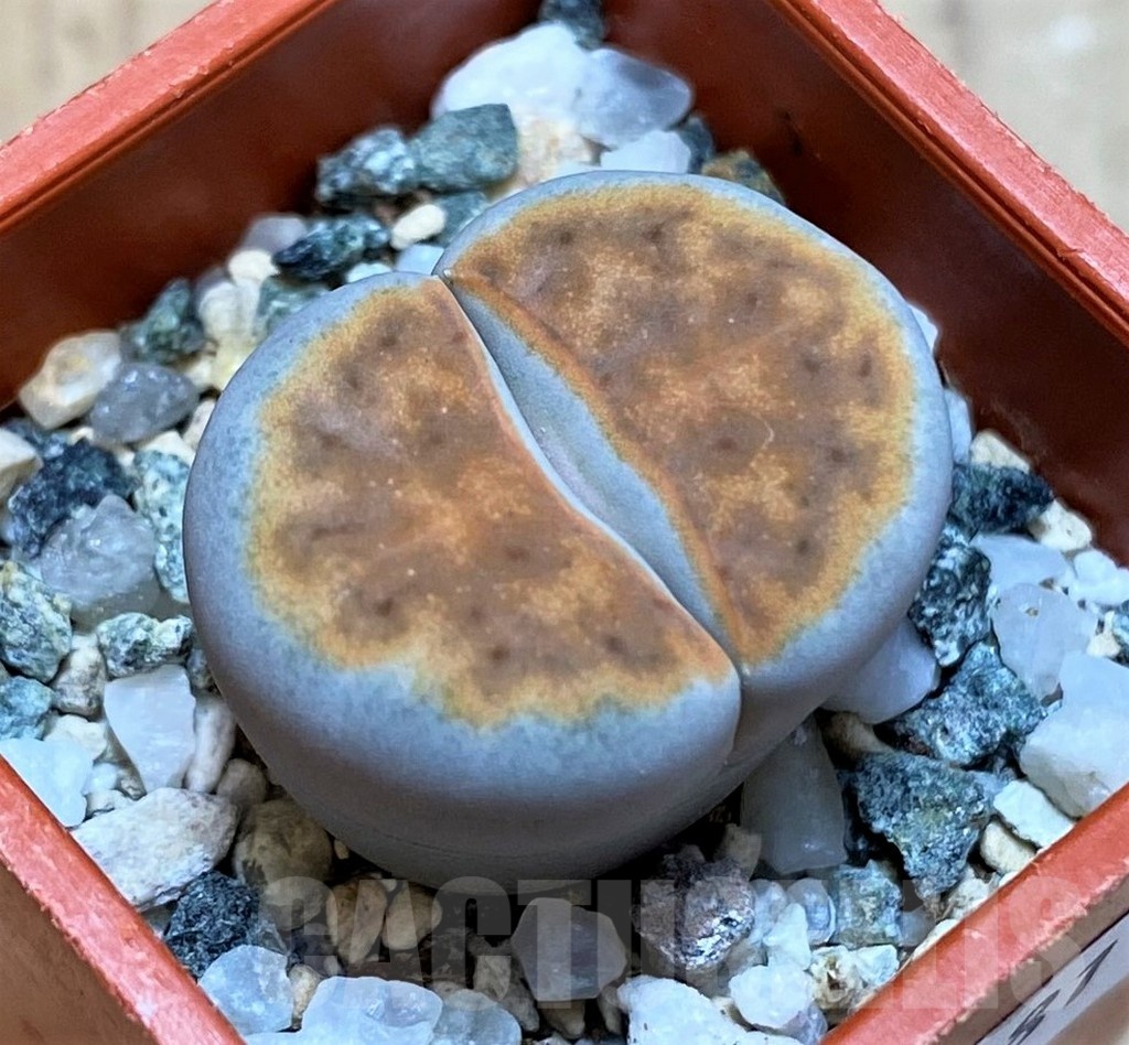 SH25781 Lithops karasmontana v. summitatum