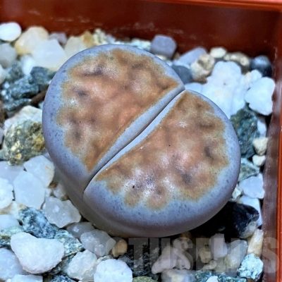SH25782 Lithops karasmontana v. summitatum
