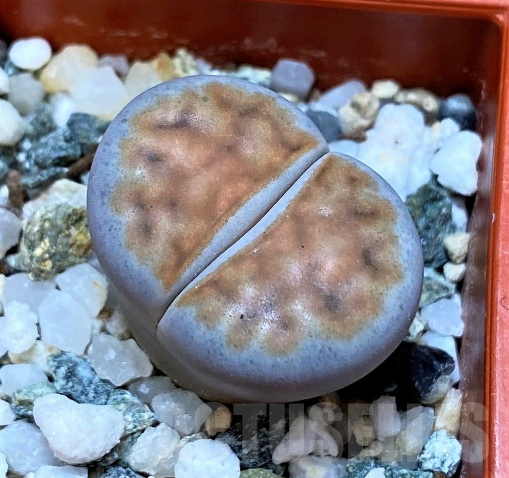 SH25782 Lithops karasmontana v. summitatum