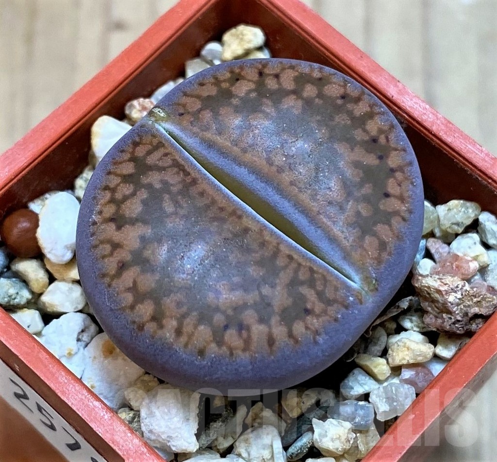 SH25783 Lithops aucampiae 'Fire Brandt'