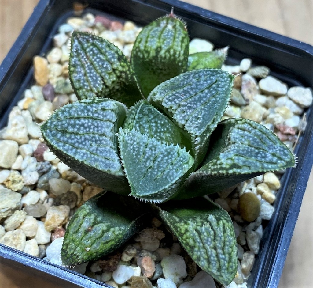 SH25893 Haworthia splendens hybrid - Image 2