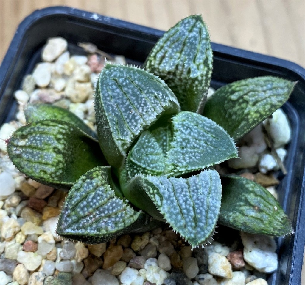SH25893 Haworthia splendens hybrid
