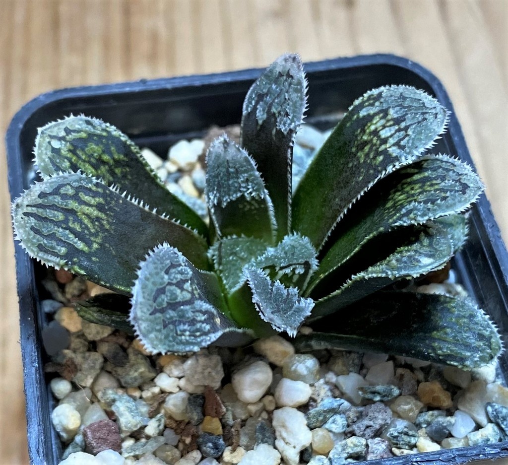 SH25895 Haworthia 'Kegazato'
