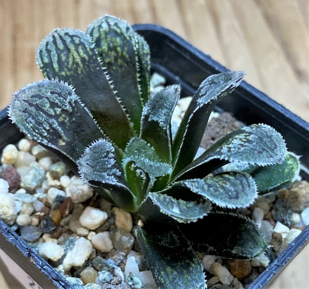 SH25895 Haworthia 'Kegazato' - Image 2