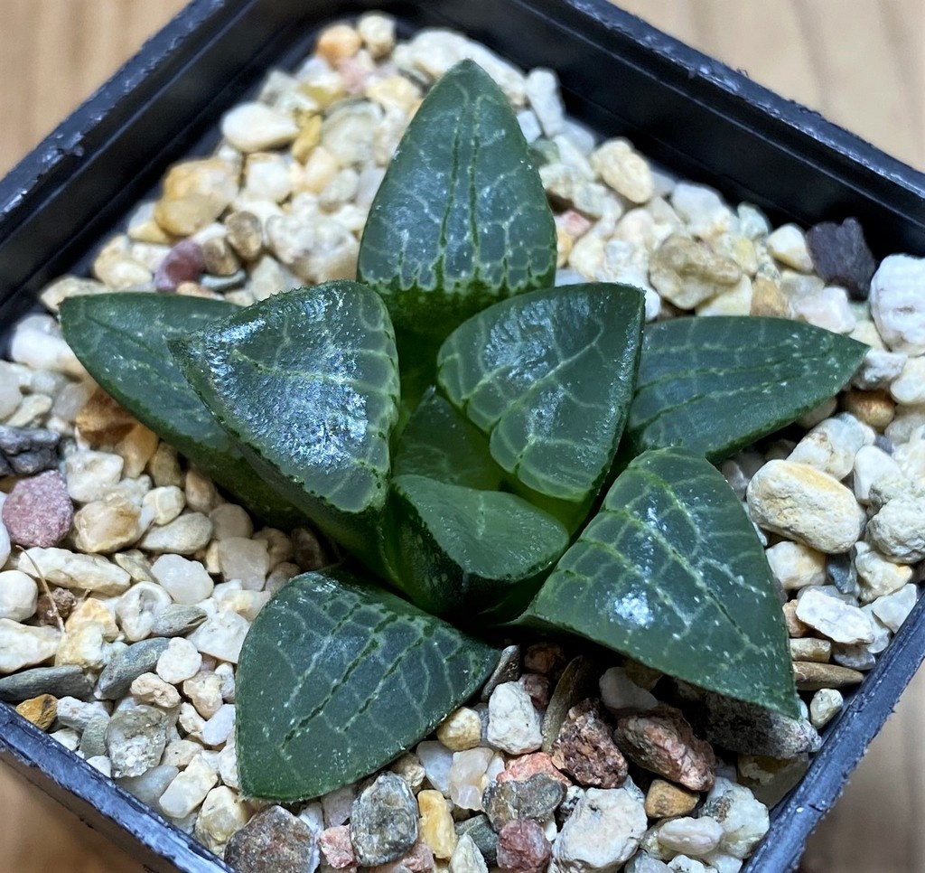 SH25899 Haworthia comptoniana x bayeri - Image 2