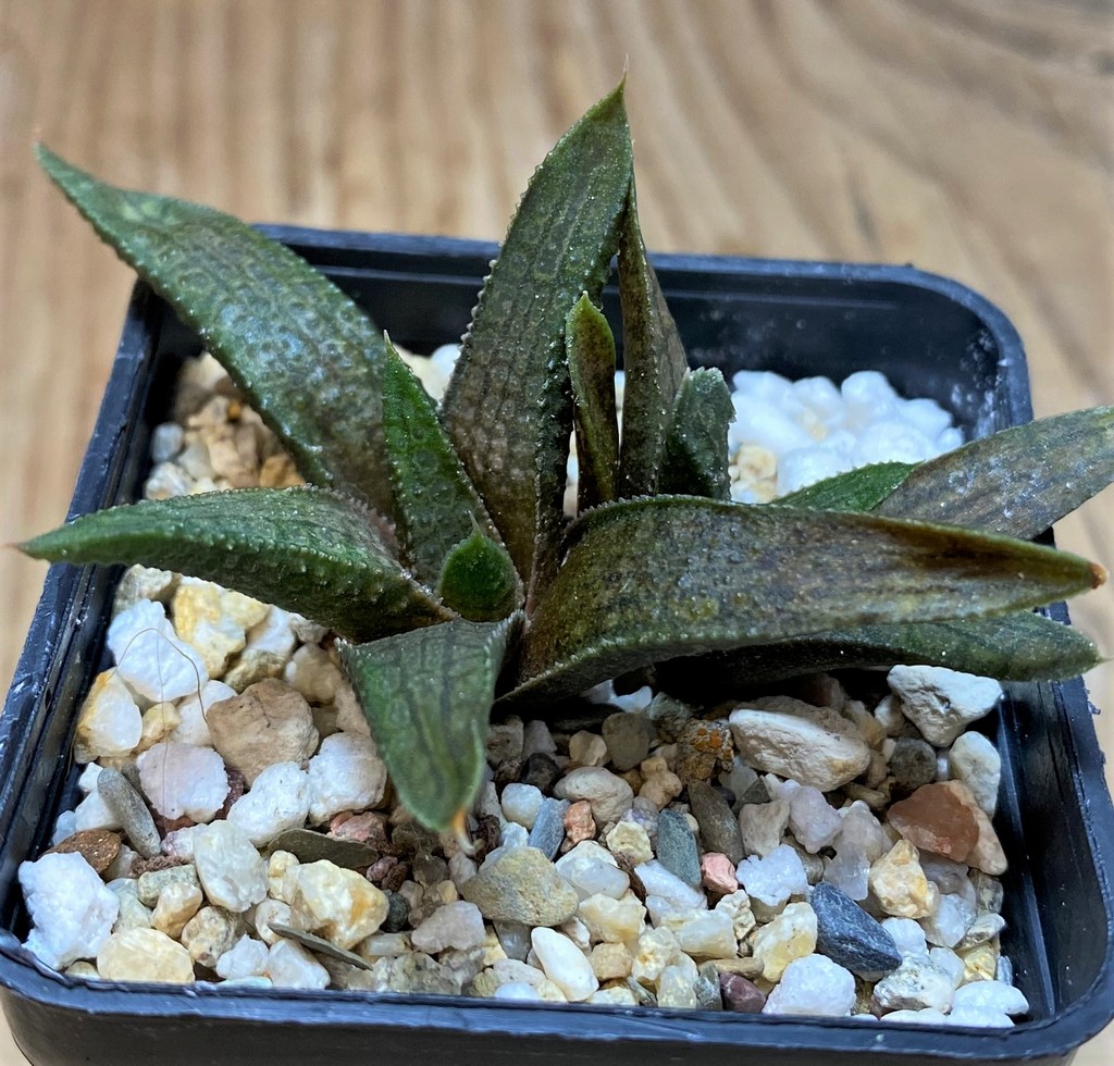 SH25902 Haworthia woolleyi x koelmaniorum - Image 2