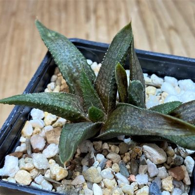 SH25902 Haworthia woolleyi x koelmaniorum