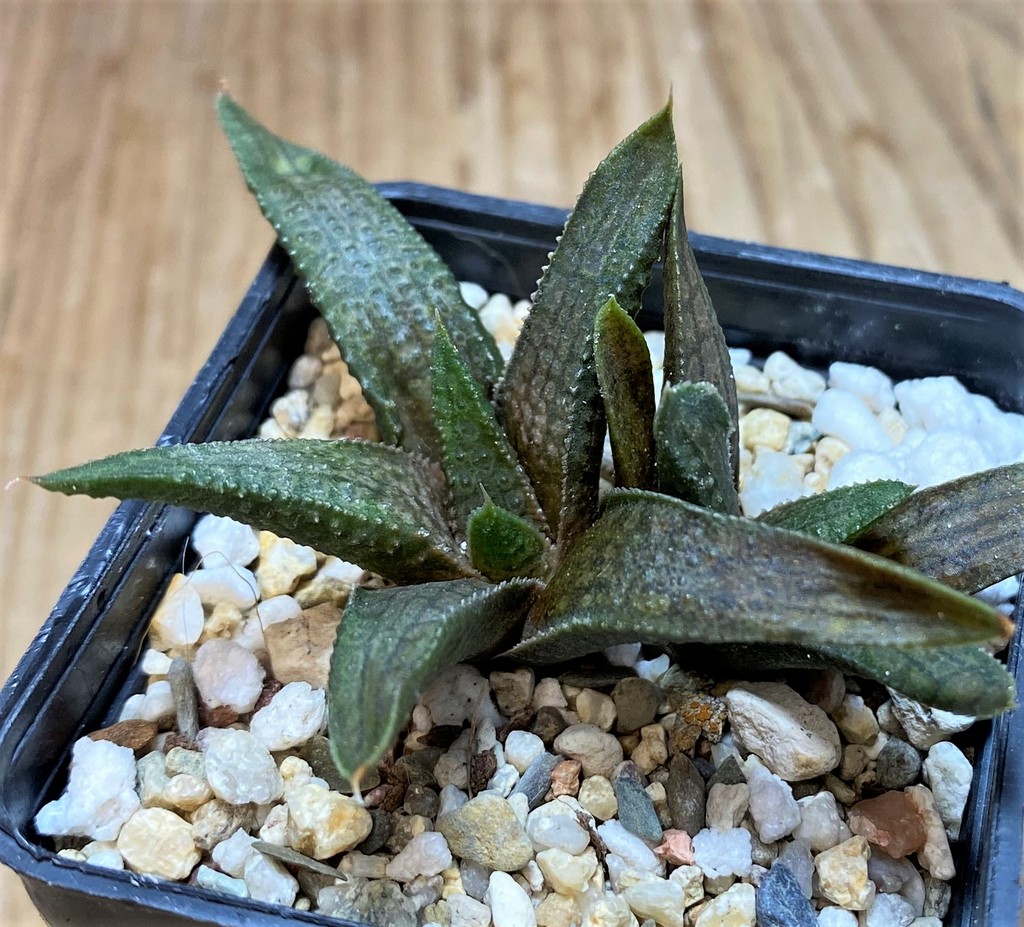 SH25902 Haworthia woolleyi x koelmaniorum