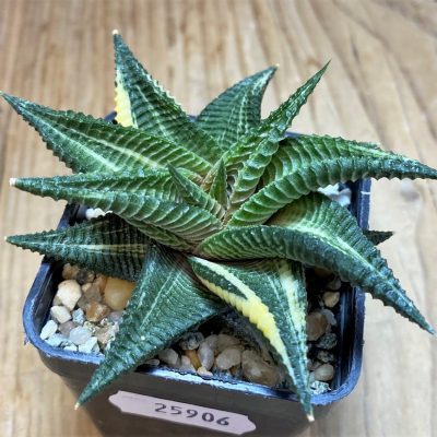 SH25906 Haworthia limifolia f. variegata