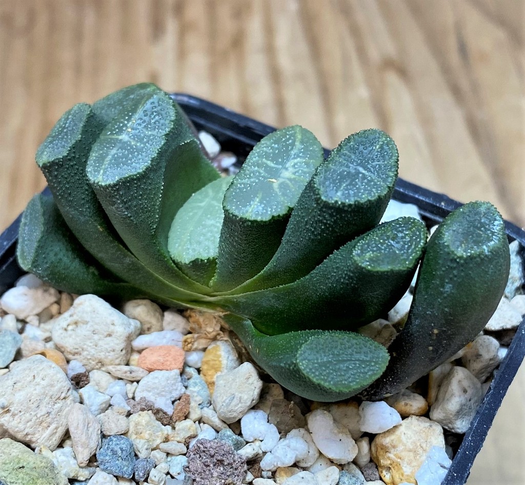 SH25864 Haworthia truncata -Japan- - Image 2