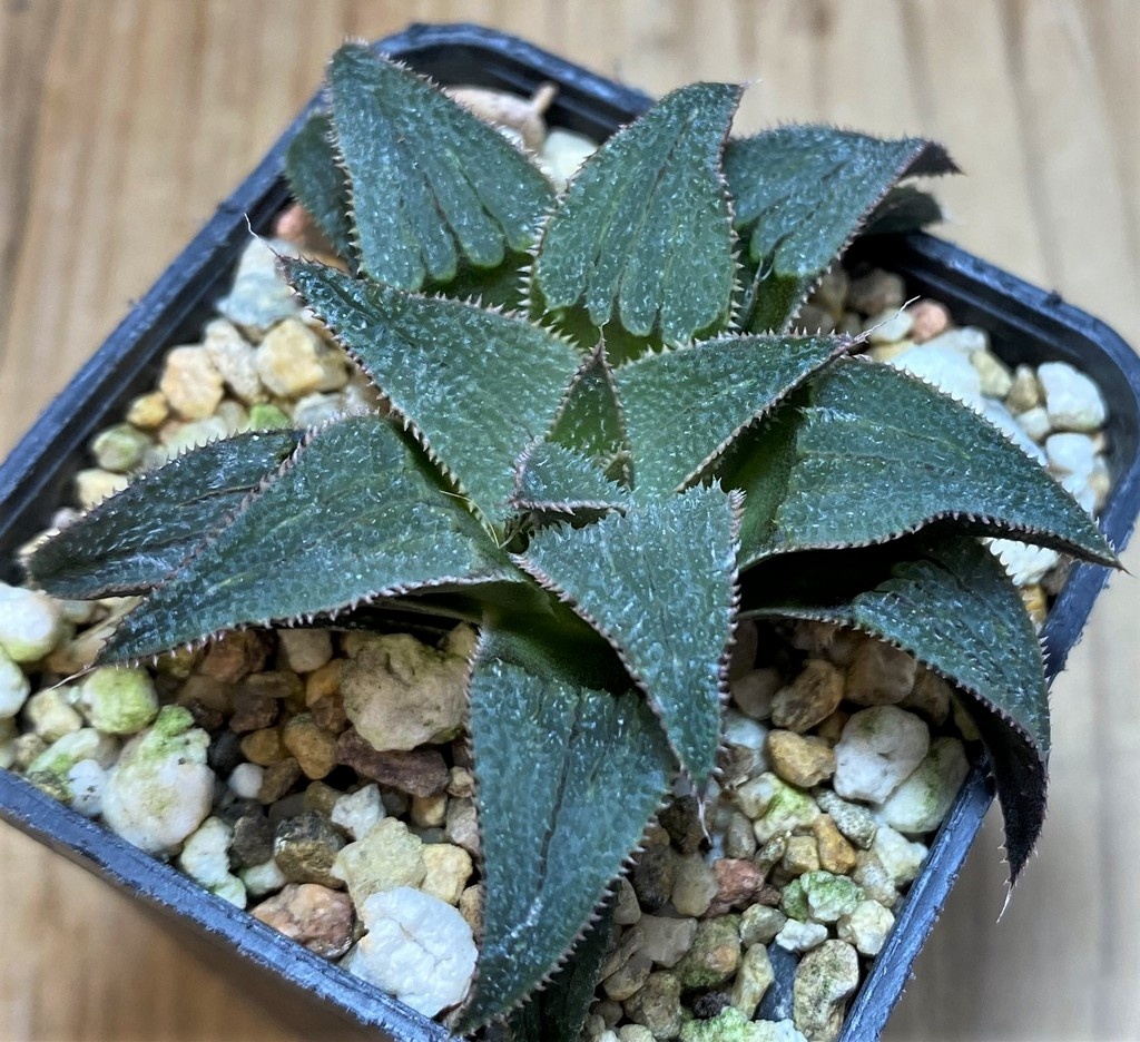 SH25911 Haworthia 'Bev's wonder' hybrid F2