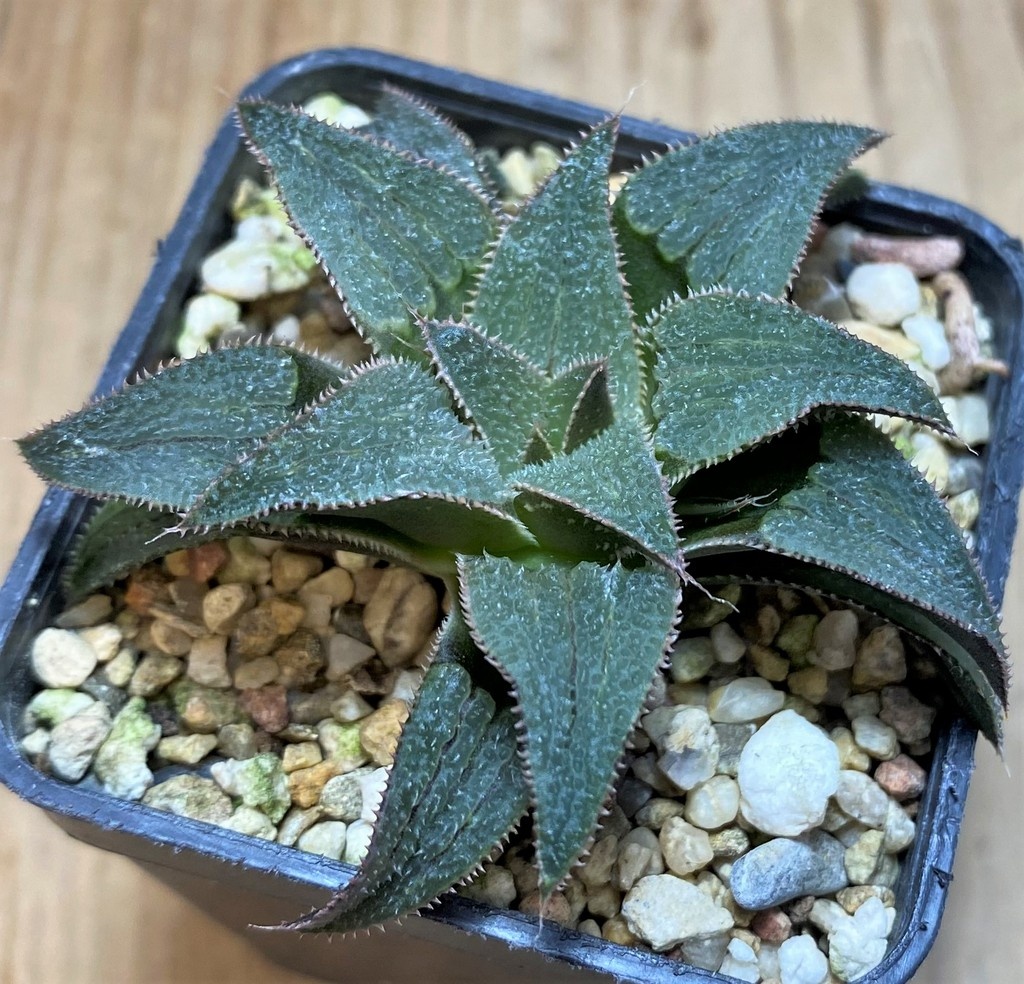 SH25911 Haworthia 'Bev's wonder' hybrid F2 - Image 2