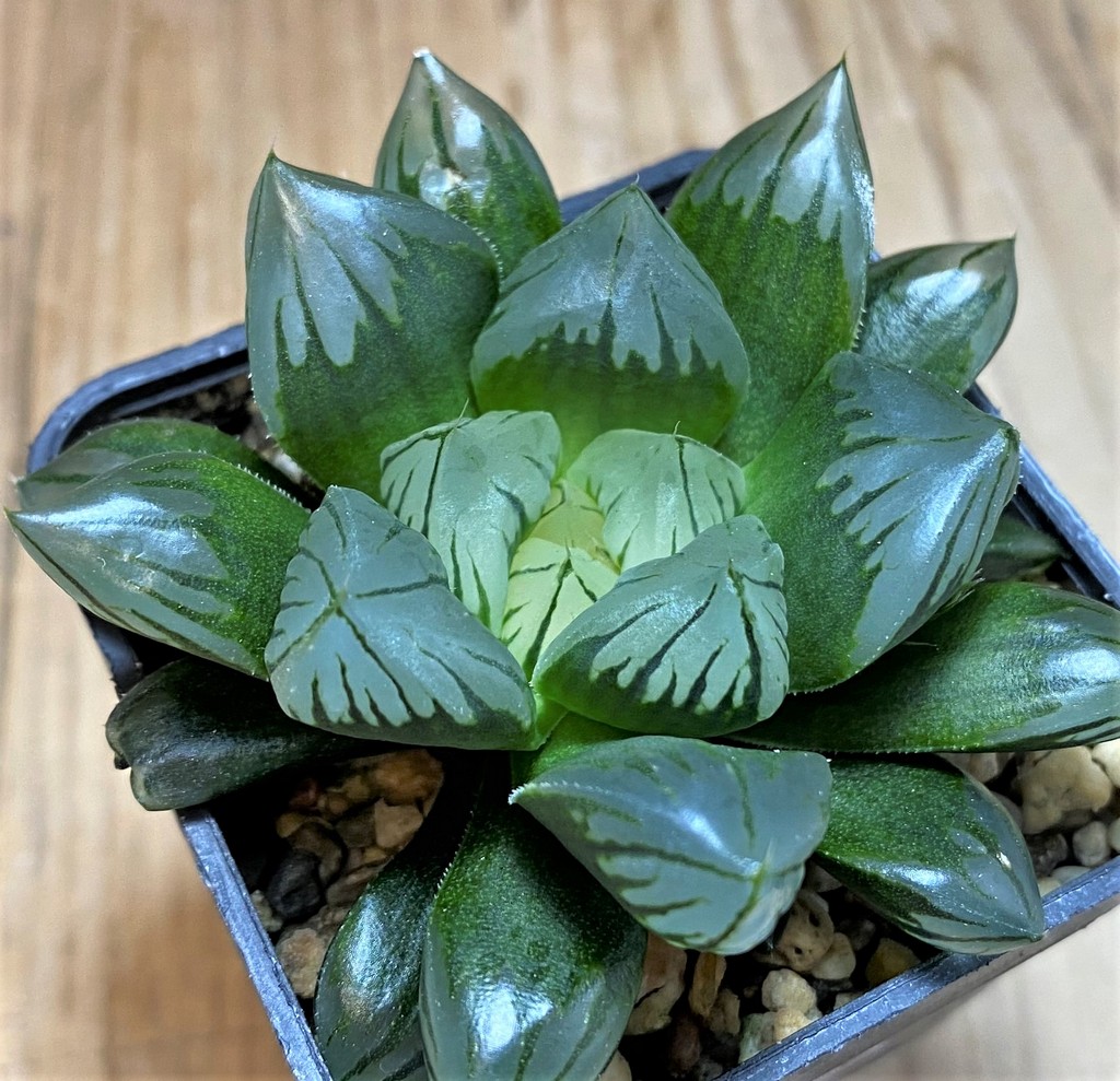 SH25913 Haworthia obtusa 'Black star' - Image 2
