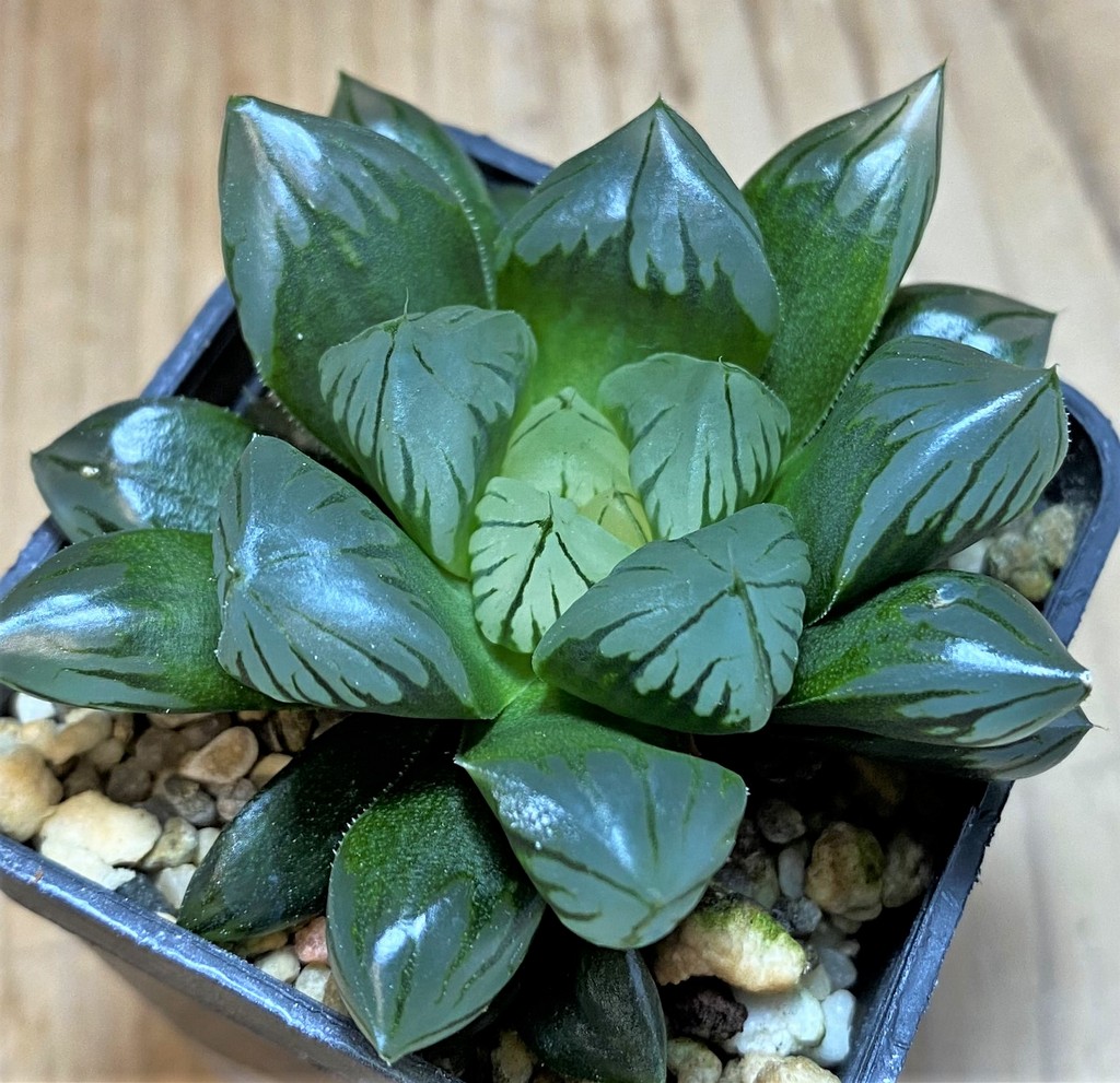 SH25913 Haworthia obtusa 'Black star'