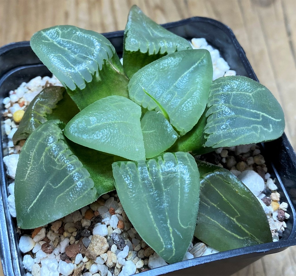 SH25914 Haworthia bayeri ‘Beauty Moon Shadow’ - Image 2