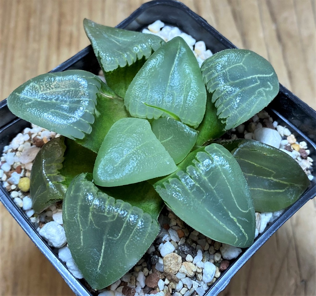 SH25914 Haworthia bayeri ‘Beauty Moon Shadow’