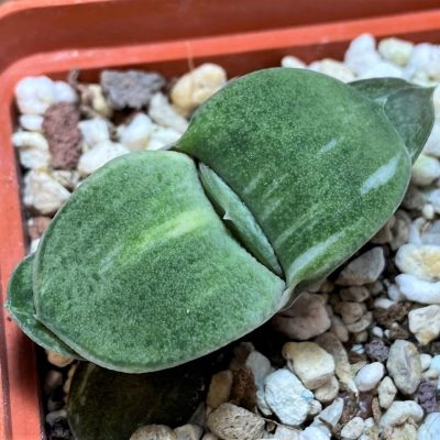 SH25916 Gasteria glomerata f. variegata