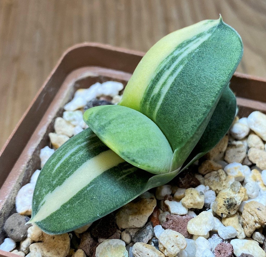 SH25917 Gasteria glomerata v. variegata - Image 2